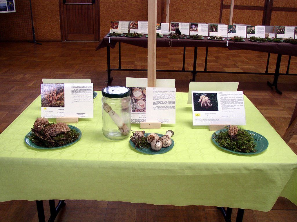 Expo champignons a Conde sur Vesgre 45